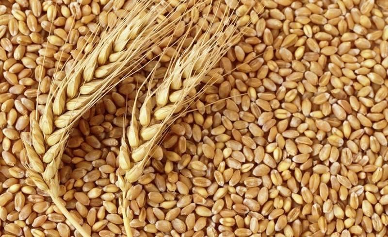 واردات گندم یا افزایش نرخ تضمینی؟ ، کاهش 20 درصدی سطح زیر واردات گندم یا افزایش نرخ تضمینی؟ ، کاهش 20 درصدی سطح زیر کشت گندم در راه است