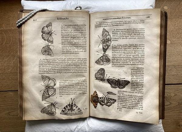کشف یک پروانه 400 ساله در میان صفحات کتابی قدیمی!