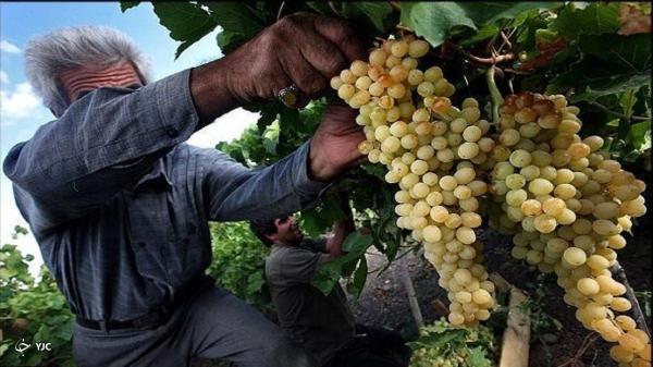 پیش بینی برداشت 136 هزار تن انگور در آذربایجان غربی