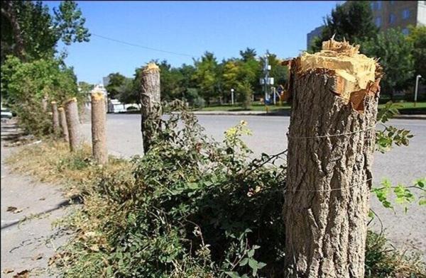 عایدی شهرداری از عوارض قطع درختان چقدر است؟